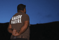 Les roussettes de Bélep sous haute surveillance