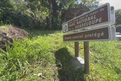 En Guadeloupe, le parc national veut faire de la biodiversité un moteur du développement
