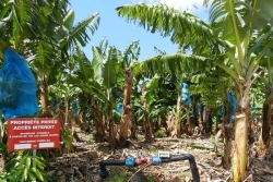 Aux Antilles, le retour de l'épandage de pesticides par drone divise