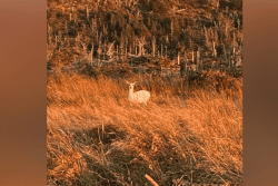 Un rare cerf blanc observé depuis plusieurs semaines dans les montagnes de Langlade