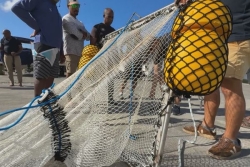 Lutte contre les sargasses : des marins-pêcheurs formés pour les collecter en mer