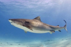 Attaque mortelle de requin à Saint-Martin en 2020 : la responsabilité de la collectivité et de l’Etat reconnue