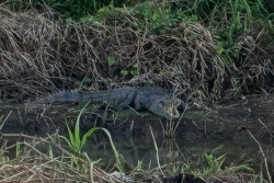 Georges, le crocodile de la Lézarde, refait surface près du centre commercial de Place d’Armes au Lamentin