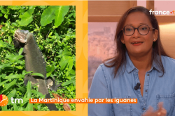 Jusqu'à deux mètres de long et cinq kilos, l'iguane  est devenue une menace pour l'environnement en Martinique