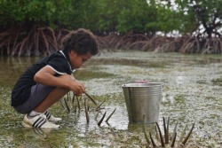 À Touho, la jeunesse de la tribu de Koé devient gardienne de la mangrove