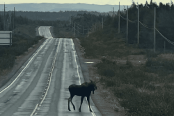 « Un instant incroyable et impressionnant » : une rencontre avec un caribou qui rappelle les dangers de la route