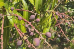 Saison des mangues : encore un peu de patience, en espérant le retour de la pluie en Nouvelle-Calédonie
