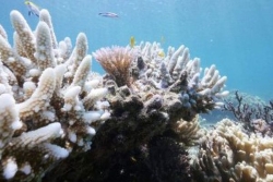 Coraux menacés : une découverte scientifique ouvre une nouvelle piste pour sauver les récifs