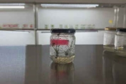 Wallis et Futuna : la DSA mise sur la culture in vitro pour sauver les variétés locales de taro et d’ignames