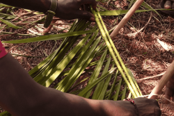 Feuilles de palmier, fraîcheur et transmission : en Guyane, un atelier populaire fait revivre l'art traditionnel des toitures végétales