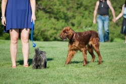 Un chien n'a-t-il vraiment qu'un seul maître ?