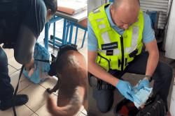 Lutte anti-stupéfiants : policiers et gendarmes, même combat