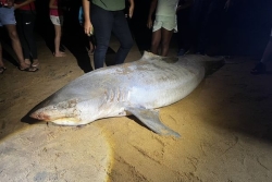 Un requin-tigre de plus de trois mètres échoué sur une plage de Rémire-Montjoly