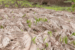 La sécheresse contraint les cultivateurs à délaisser les taros d’eau
