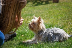 Comment les chiens communiquent-ils avec les humains ?