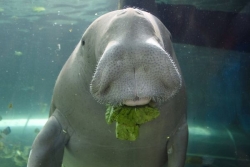La protection des dugongs au cœur d'une coopération entre peuples aborigènes et kanaks