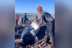 Au Canada, la mobilisation d’un village permet à deux baleines échouées de regagner la mer