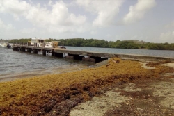 Les algues sargasses s'invitent à la Cop17 sur la biodiversité