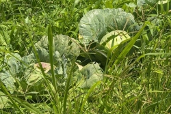 Baisse des crédits agricoles : la CTM répond aux critiques sur la gestion des fonds européens