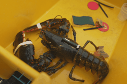 "On ne sait pas où ils vont en hiver" : des homards équipés de balises pour percer le mystère de leur migration